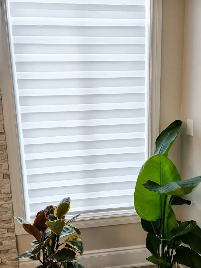 Zebra blind on a tall window beside house plants